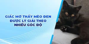Mơ Thấy Mèo Đen - Cùng RR88 Vén Màn Bí Ẩn Đằng Sau Giấc Mộng 9 Giấc mơ thấy mèo đen được lý giải theo nhiều góc độ